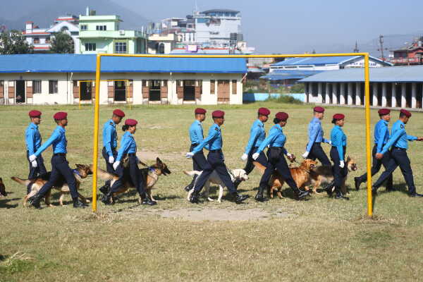Nepal Police Dogs Honored During Kukur Tihar in Kathmandu