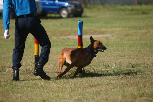 Nepal Police Dogs Honored During Kukur Tihar in Kathmandu