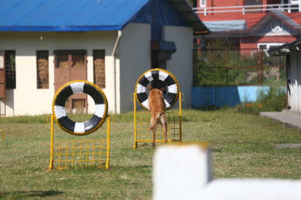 Nepal Police Dogs Honored During Kukur Tihar in Kathmandu
