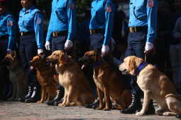 Nepal Police Dogs Honored During Kukur Tihar in Kathmandu