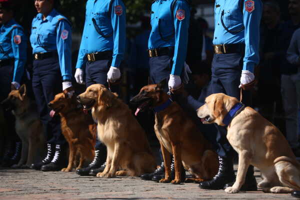 Nepal Police Dogs Honored During Kukur Tihar in Kathmandu