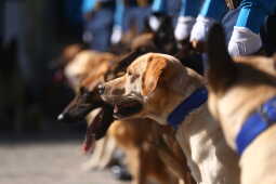 Nepal Police Dogs Honored During Kukur Tihar in Kathmandu