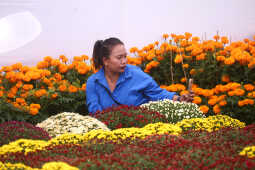 Tihar Flora Expo Begins at Bhrikutimandap, Kathmandu