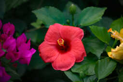 Tihar Flora Expo Begins at Bhrikutimandap, Kathmandu