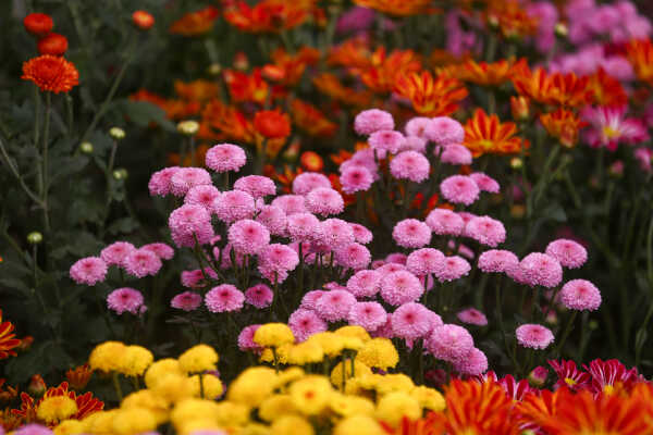Tihar Flora Expo Begins at Bhrikutimandap, Kathmandu