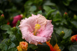 Tihar Flora Expo Begins at Bhrikutimandap, Kathmandu