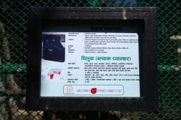 Black Panther Rescued from Ilam Now on Display at Jawalakhel Central Zoo