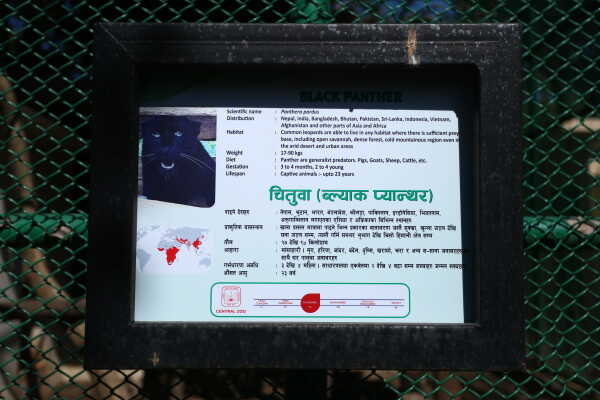 Black Panther Rescued from Ilam Now on Display at Jawalakhel Central Zoo