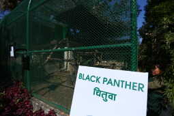 Black Panther Rescued from Ilam Now on Display at Jawalakhel Central Zoo