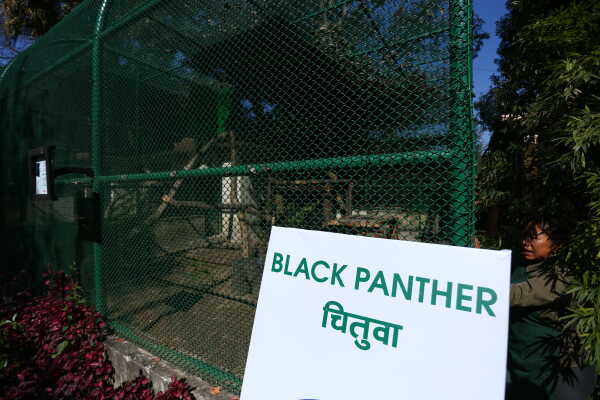 Black Panther Rescued from Ilam Now on Display at Jawalakhel Central Zoo
