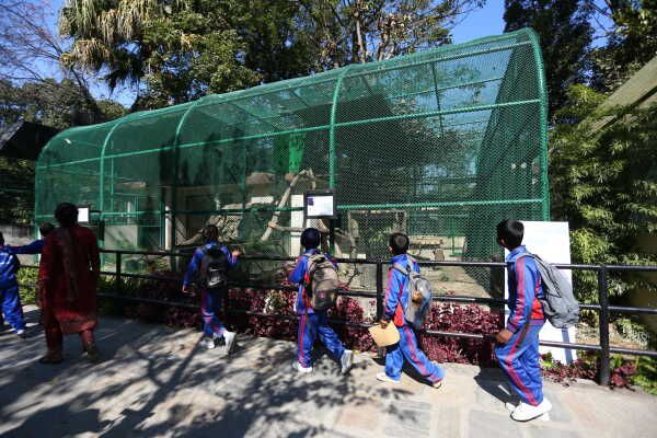 Black Panther Rescued from Ilam Now on Display at Jawalakhel Central Zoo