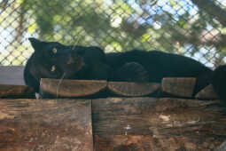 Black Panther Rescued from Ilam Now on Display at Jawalakhel Central Zoo