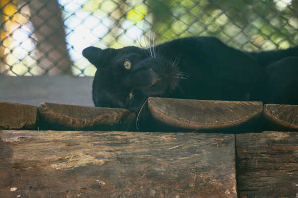 Black Panther Rescued from Ilam Now on Display at Jawalakhel Central Zoo