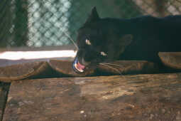 Black Panther Rescued from Ilam Now on Display at Jawalakhel Central Zoo