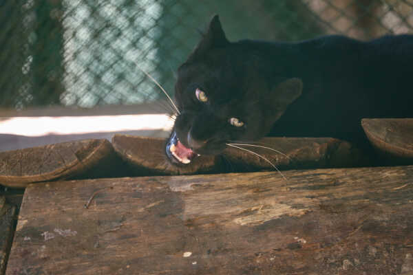 Black Panther Rescued from Ilam Now on Display at Jawalakhel Central Zoo