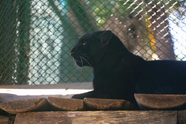 Black Panther Rescued from Ilam Now on Display at Jawalakhel Central Zoo
