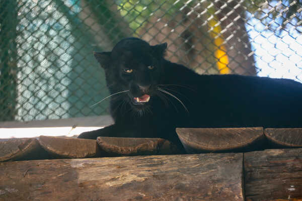 Black Panther Rescued from Ilam Now on Display at Jawalakhel Central Zoo