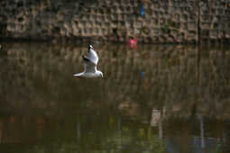 Black-headed Gulls Arrive in Kathmandu A Sign of Winter Migratio