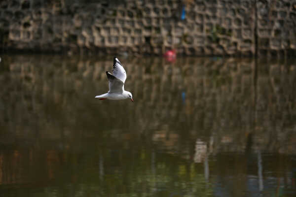 Black-headed Gulls Arrive in Kathmandu A Sign of Winter Migratio