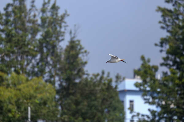 Black-headed Gulls Arrive in Kathmandu A Sign of Winter Migratio