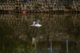 Black-headed Gulls Arrive in Kathmandu A Sign of Winter Migratio
