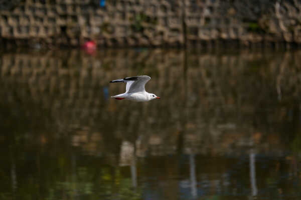Black-headed Gulls Arrive in Kathmandu A Sign of Winter Migratio