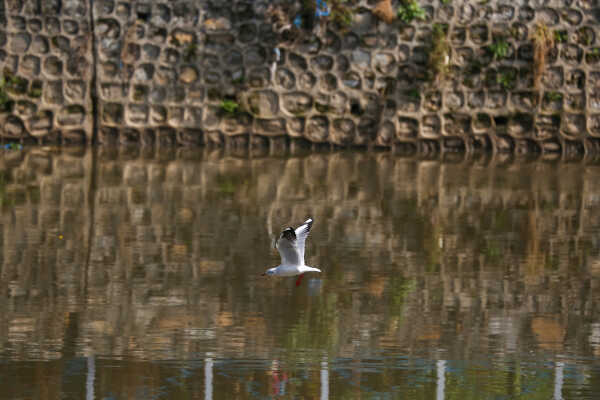 Black-headed Gulls Arrive in Kathmandu A Sign of Winter Migratio