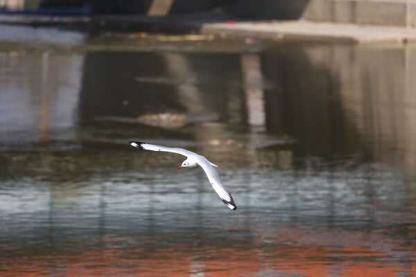 Black-headed Gulls Arrive in Kathmandu A Sign of Winter Migratio