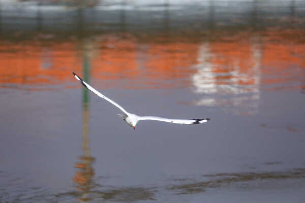 Black-headed Gulls Arrive in Kathmandu A Sign of Winter Migratio