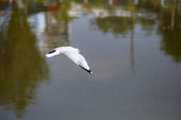 Black-headed Gulls Arrive in Kathmandu A Sign of Winter Migratio