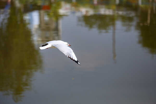 Black-headed Gulls Arrive in Kathmandu A Sign of Winter Migratio