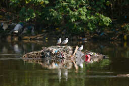 Black-headed Gulls Arrive in Kathmandu A Sign of Winter Migratio