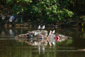 Black-headed Gulls Arrive in Kathmandu: A Sign of Winter Migration