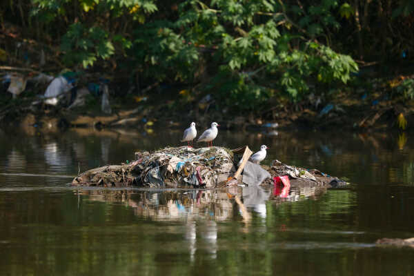 Black-headed Gulls Arrive in Kathmandu A Sign of Winter Migratio