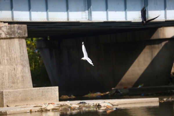 Black-headed Gulls Arrive in Kathmandu A Sign of Winter Migratio