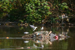 Black-headed Gulls Arrive in Kathmandu A Sign of Winter Migratio