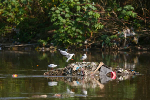 Black-headed Gulls Arrive in Kathmandu A Sign of Winter Migratio