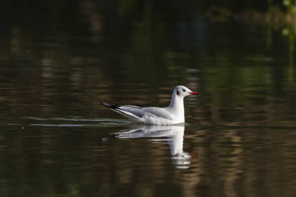 Black headed Gull