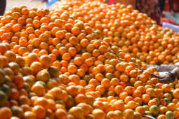 Growing Demand for Oranges Seen at Kalimati Fruits and Vegetable Market in Kathmandu