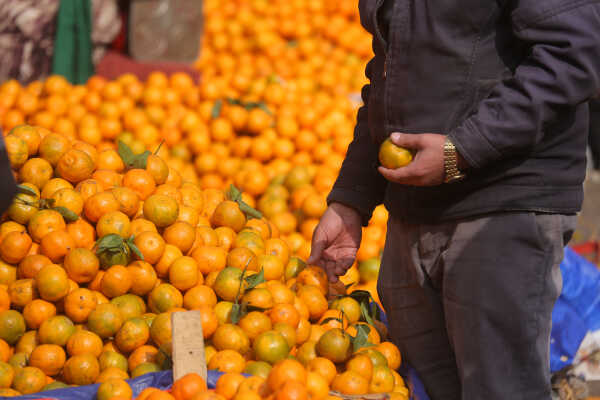 Growing Demand for Oranges Seen at Kalimati Fruits and Vegetable Market in Kathmandu