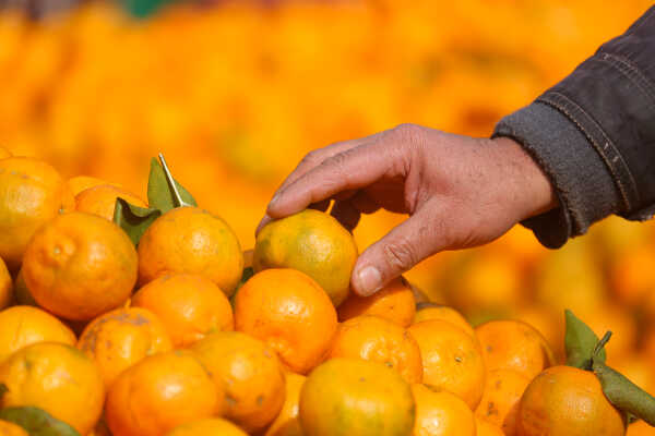 Growing Demand for Oranges Seen at Kalimati Fruits and Vegetable Market in Kathmandu