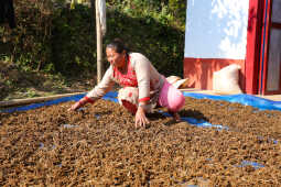 Locals in Bhojpur Dry Millet in Home Yards
