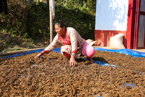 Locals in Bhojpur Dry Millet in Home Yards