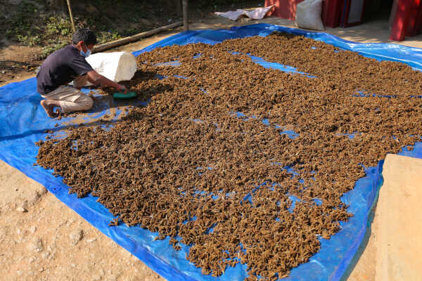 Locals in Bhojpur Dry Millet in Home Yards
