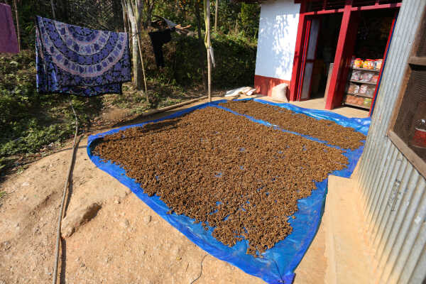 Locals in Bhojpur Dry Millet in Home Yards