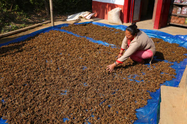 Locals in Bhojpur Dry Millet in Home Yards