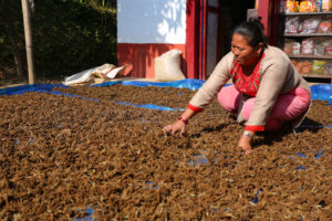 Locals in Bhojpur Dry Millet in Home Yards