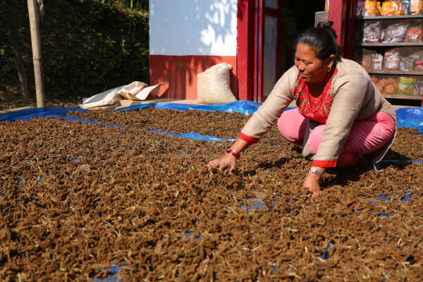 Locals in Bhojpur Dry Millet in Home Yards