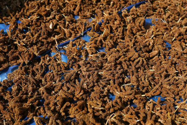 Locals in Bhojpur Dry Millet in Home Yards