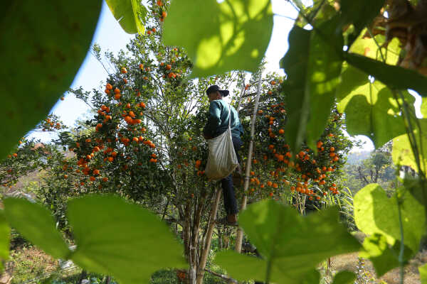 Orange Farming Emerges as Reliable Income Source for Farmers in Bhojpur